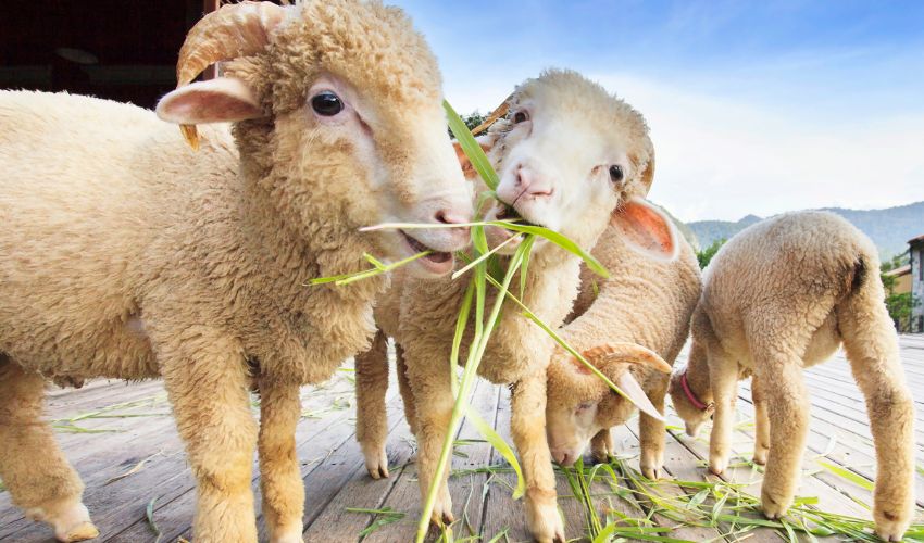 Boost Livestock Health Naturally: Effective Remedies for Healthy Animals