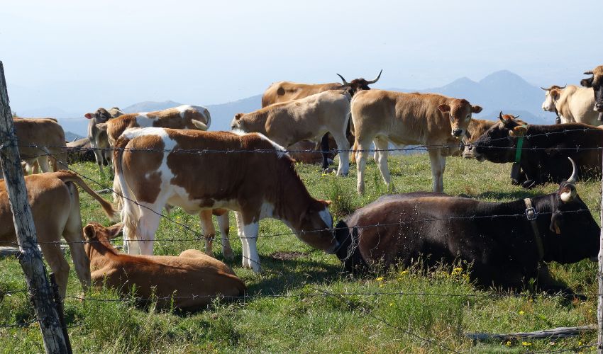 Maximizing Livestock Farming Profitability: A Comprehensive Analysis